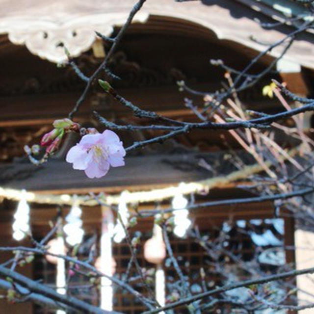 吾妻山神社の桜