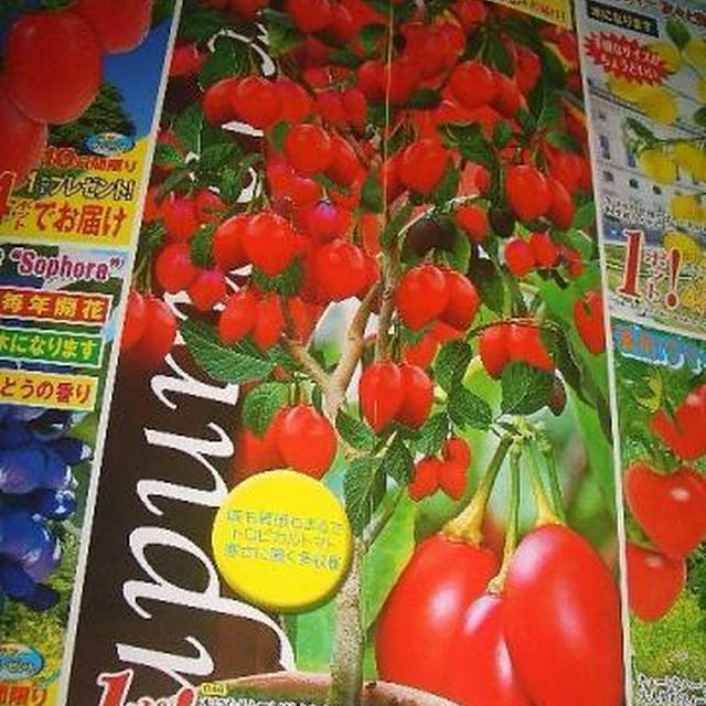 四季の草花６４「木になるトマト（ツリートマト・タマリロ」と「木になるイチゴ（クライミングストロベリー）」気まぐれ鉄子編