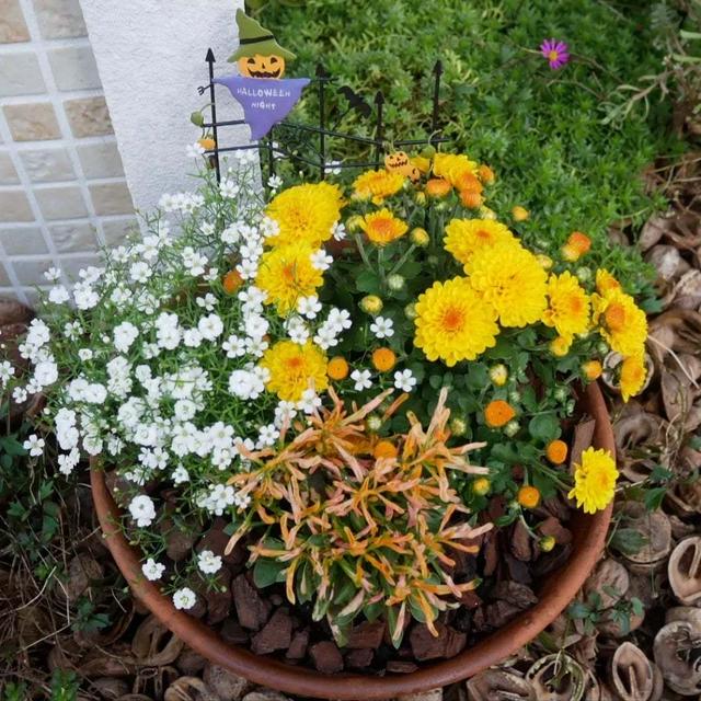 玄関先の小さなハロウィン寄せ植え
