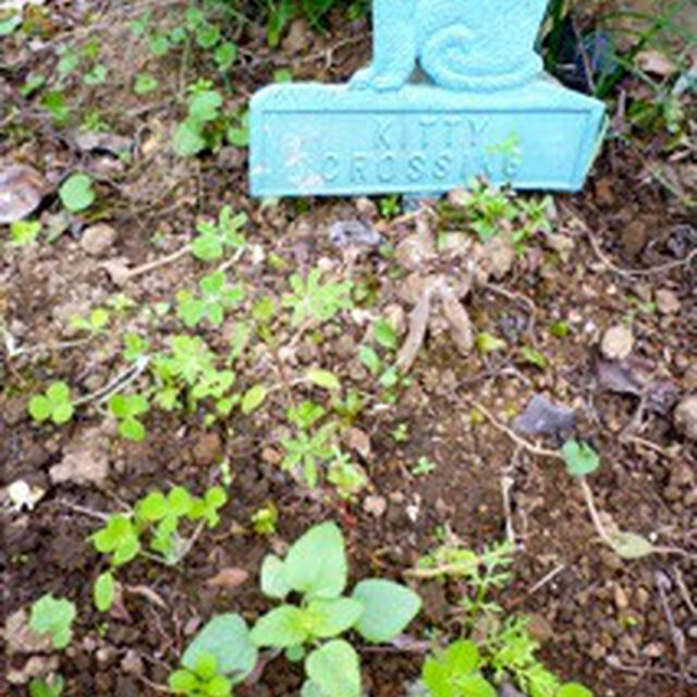 秋まきの草種が発芽しました