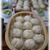 ショコラ＊特別講習