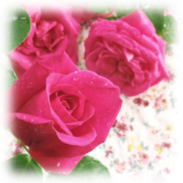 * バラの花♪