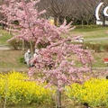 食卓に春を演出？二色そぼろご飯で桜と菜の花(?_?)