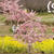 食卓に春を演出？二色そぼろご飯で桜と菜の花(?_?)