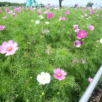 ホッカイドー