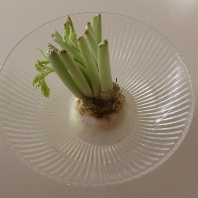 野菜高騰する前に備えておきたい食費節約ワザ《節約＊食費》