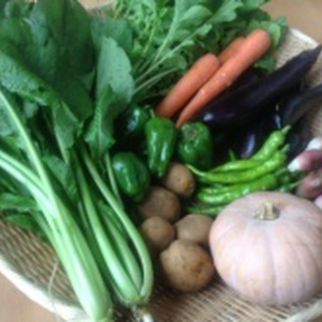 千葉県佐倉市旬の有機野菜◆もうり農園9月5週の野菜セット