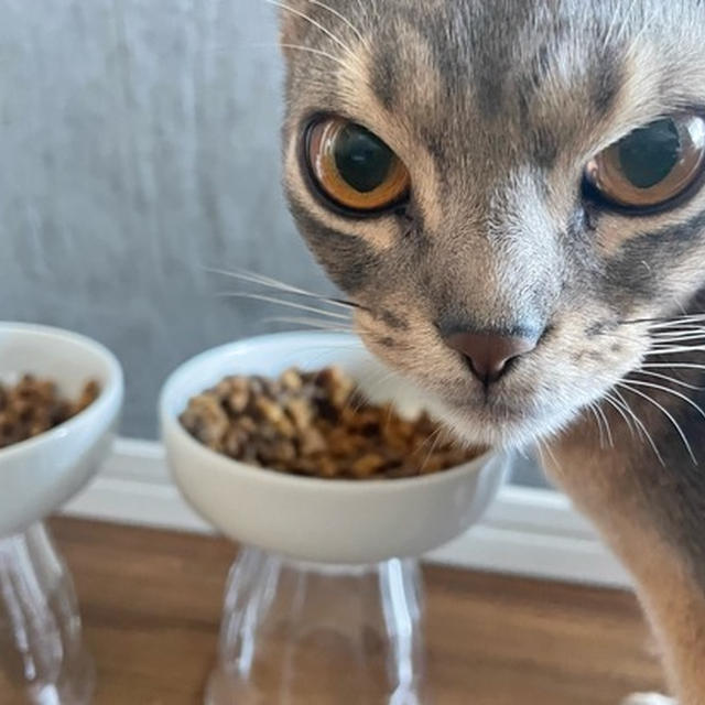 相変わらず、カリカリは大口で食べてます。
