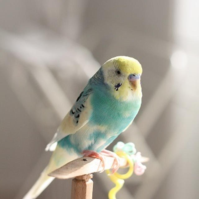 我が家のインコ、元気になってきました…！！