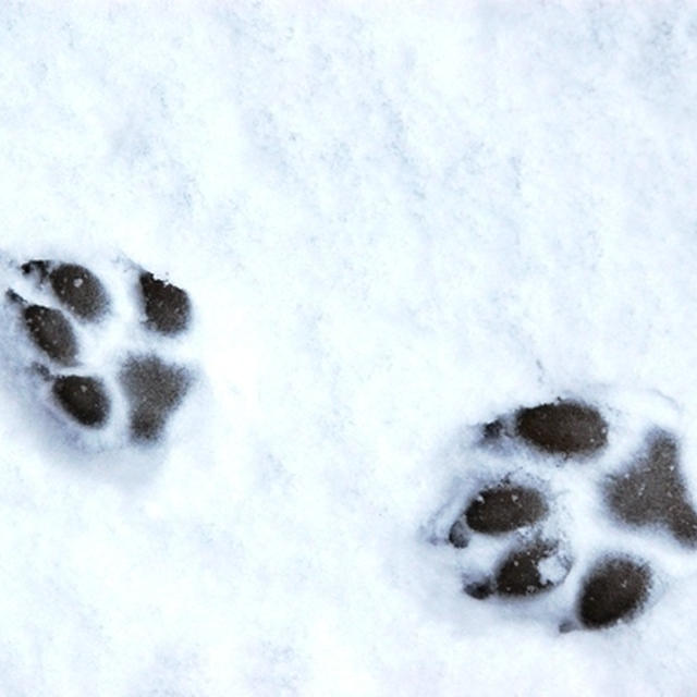 雪こんこん♪