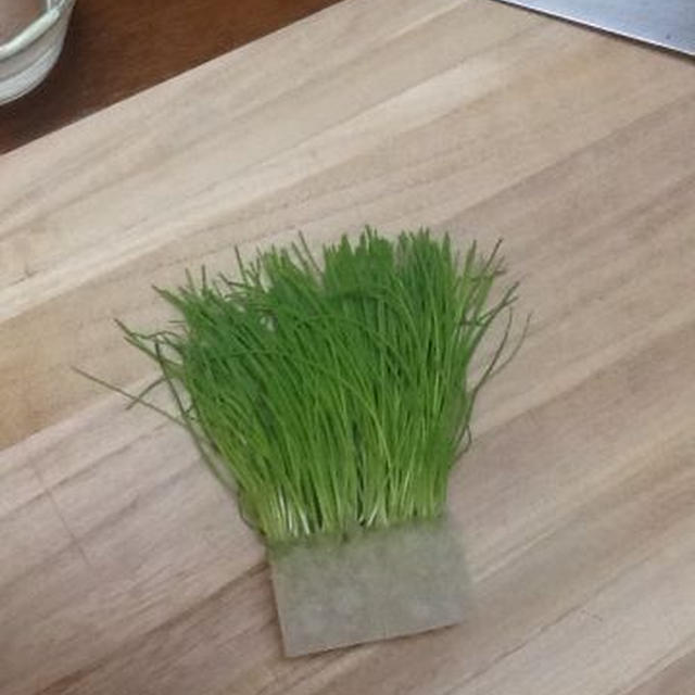 今週使うあしらい「芽葱」