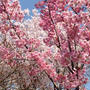 春の京都♪