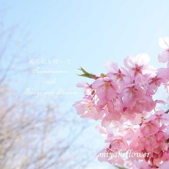 桜色の風が運ぶのは・・・