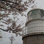 お花見２０２４・六連島灯台の満開の桜の下で・・・。