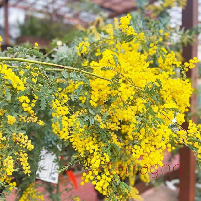 植物を愛でる日が来るとは！最近グリーンにはまりソルソファームで見つけたかわいい子が仲間入り。