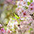 新潟県立植物園の結桜