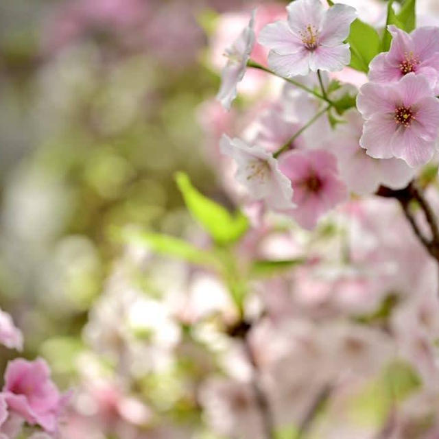 新潟県立植物園の結桜
