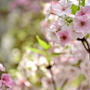 新潟県立植物園の結桜