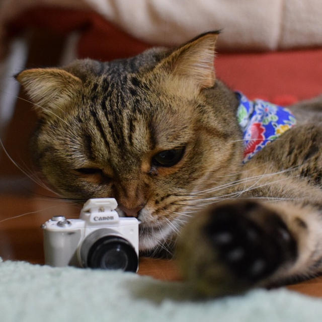 お詫び）「ねこのこはく」写真展中止のお知らせ＠京都女磨き会