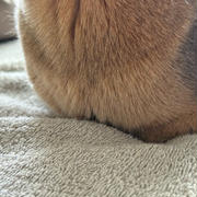 わが家に、香箱達人現る⁉︎