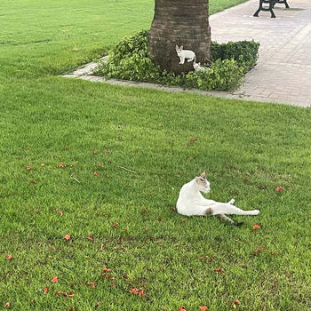 外の子猫ちゃんたち