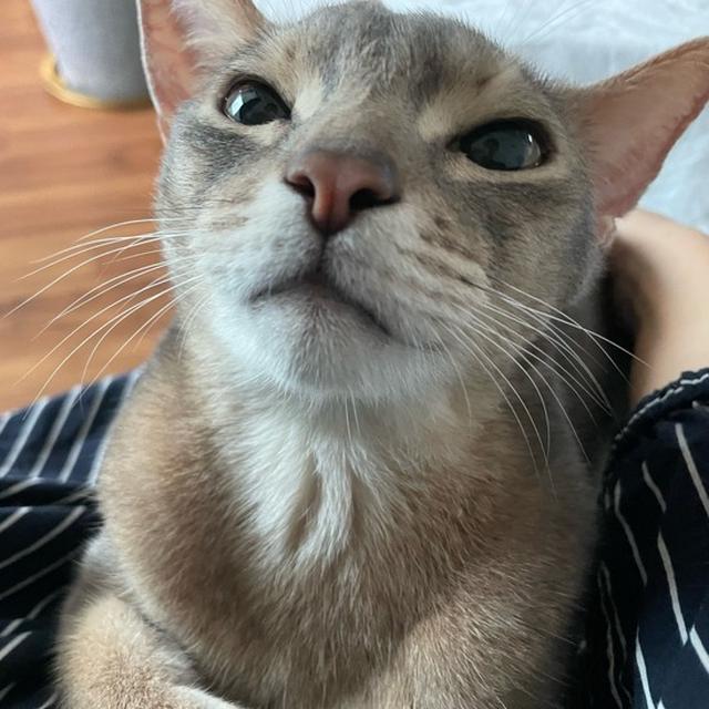 目が合うと駆け足で抱っこされに来て、甘甘顔で見つめてくるぼくちん。猫ってことを忘れてしまう…