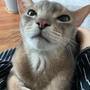 目が合うと駆け足で抱っこされに来て、甘甘顔で見つめてくるぼくちん。猫ってことを忘れてしまう…