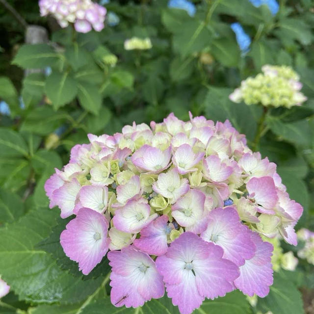 紫陽花が見頃になってきました^_^