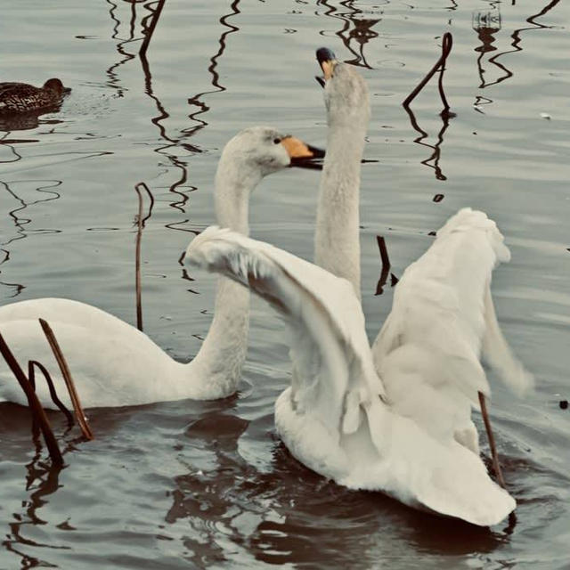 瓢湖の白鳥202312月③