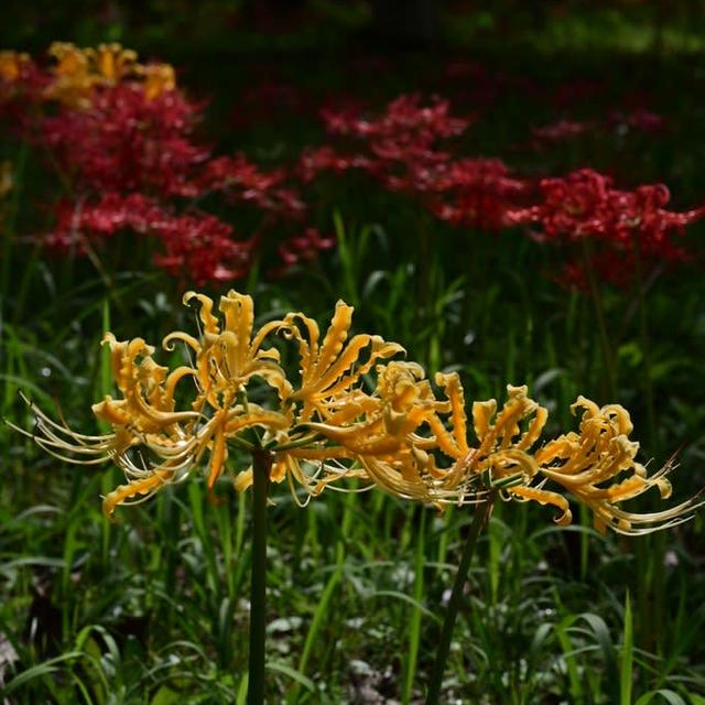雪国植物園の彼岸花20231008②黄色や白も⭐︎