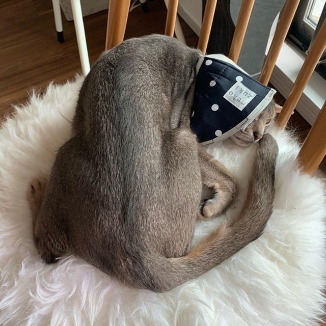 今日もおかしな寝相のぼくちん。そして、今日もまだ飲み込めないじょり(*´ｪ`*)