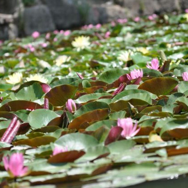 長居植物園に写真を撮りに　その3