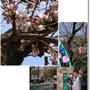 先週の桜と無料動物園とまだ熱が下がりません。。。(>_<)