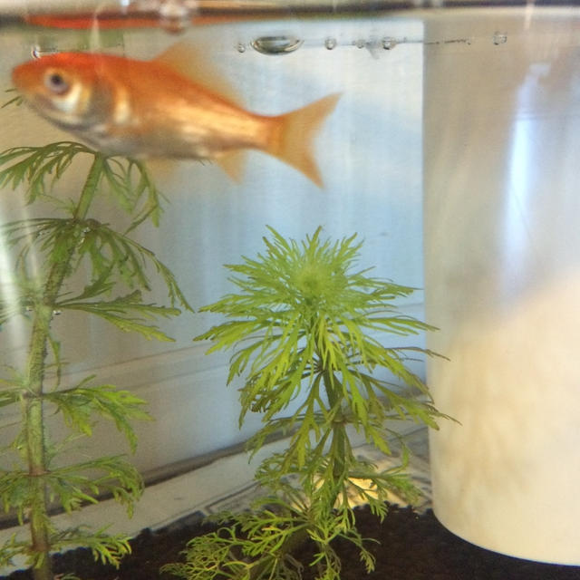 2代目