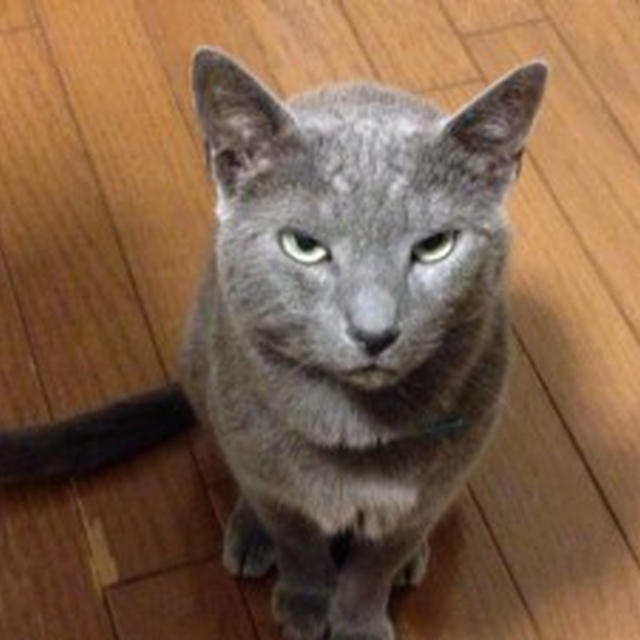 あつい　にゃあ　