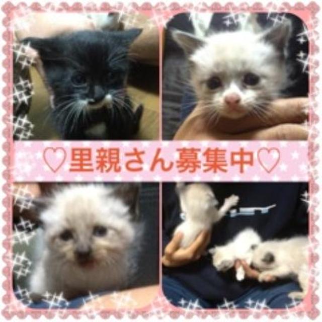 ☆仔猫の里親さん募集中☆シャム＆黒×白☆