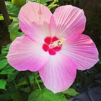 【Instagram】ずっと欲しかったタイタンビカス。真夏に豪華な花をつけました南国らしい庭にまた一歩近づけた。#タイタンビカス #南国みたいな庭にしたい