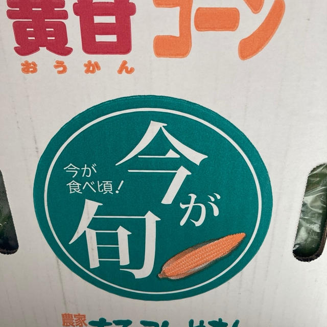 ふるさと納税「朝取りとうもろこし 10本 」坂井市ふるさとアンバサダー⑦