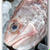 ヨロイイタチウオ／ヒゲダラ ......... この魚が美味い！旨い！！