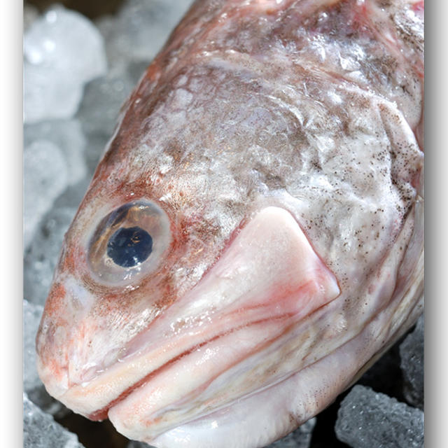 ヨロイイタチウオ／ヒゲダラ ......... この魚が美味い！旨い！！