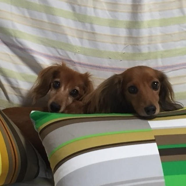 ワンちゃん達♪