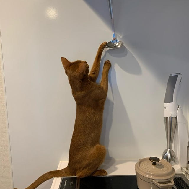 ひめちゃんの素敵なお友達と、甘えひめ