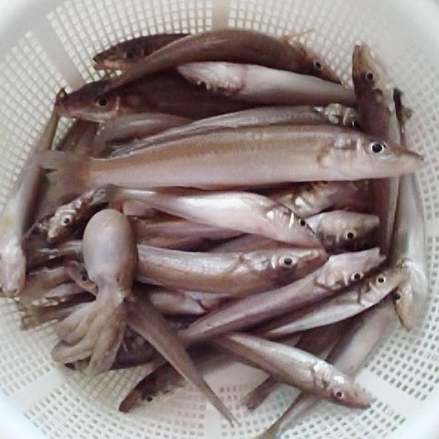 頂いた鱚で