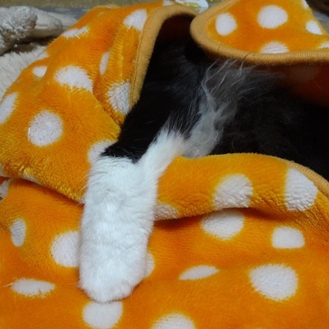 ごんぼさんNOW　１本出して寝てる