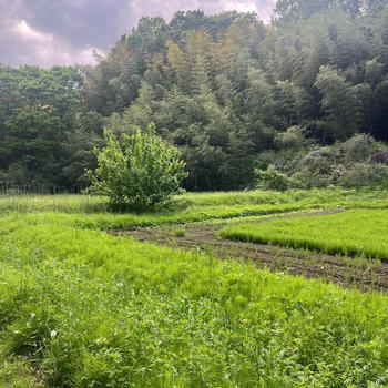 山道