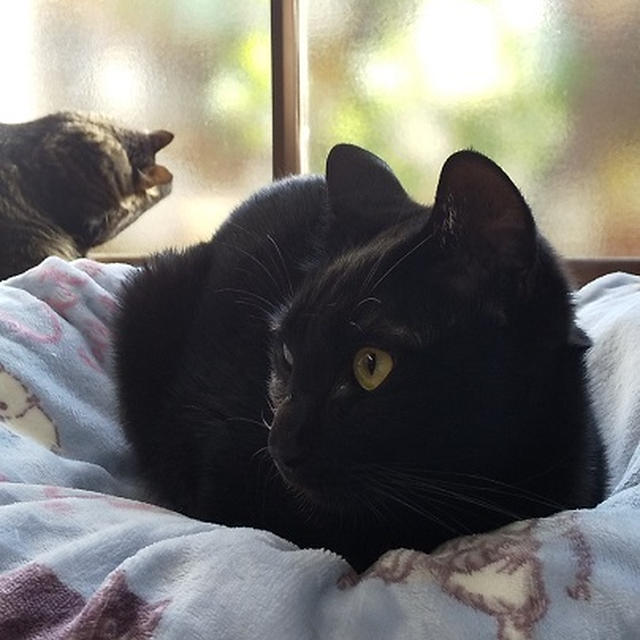 背中で爪とぎする猫