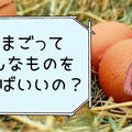 卵のサイズはどの大きさ？お菓子作りで重要な卵の選び方のポイントをパティシエが解説！