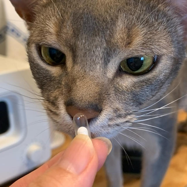 ぼくちんの投薬問題、カプセルであっさり解決♪