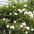Small garden の薔薇