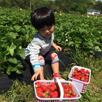strawberry picking at valley home farm